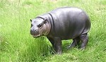 hippodave