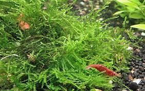 BUY 2 GET 1 FREE Flame Moss Taxiphyllum 'Flame' 2 Ounce Cup Live Aquarium Plants