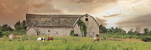 Deiter, Sunset Grazing Farm Barn cow Art Print 36 x 12