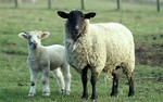 up2ewe