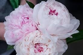 Garden maintenace person required Miranda Sutherland Area Preview