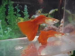 Red Delta show guppy (Trio) with FREE FRY Beautiful Gene Pool Great Finnage!