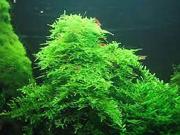 BUY 2 GET 1 FREE Christmas Moss Vesicularia Portion Live Aquarium Plants