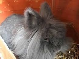 Long Haired Smoky Grey Female Rabbit With Floppy Ears