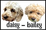 daisy-bailey