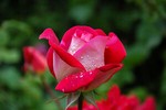 abqa-7538