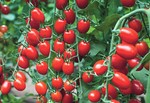 seedsforallneeds 的用户个人档案