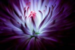 canvasfineprintpl