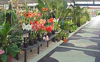 AMARYLLIS GIRAFFE HIPPEASTRUM Blooming size bulbs plant