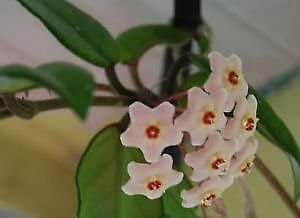 Hoya Serpens Carnosa Live Mathilde Blooms Fragrant Star Shaped Flower In 4''H Pot