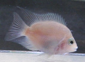 White Parrot Fish