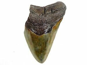 Itoy Otodus Megalodon 1/35 Hell's Aquarium Display