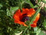 poppy963