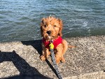 buddington