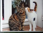 mickycat77
