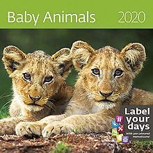 Baby Animals Calendar - Calendars 2019 - 2020 Wall ... | Buch | Zustand sehr gut