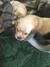 Pugalier Puppies For Sale In Southampton Hampshire Gumtree