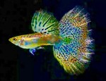 gatesheadguppies