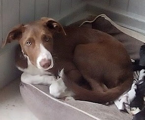 5 Month Old Border Collie A Very Attractive Short Haired Chestnut