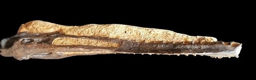 Anhanguera Blittersdorffi (Pterosaur) Skull Fossil...