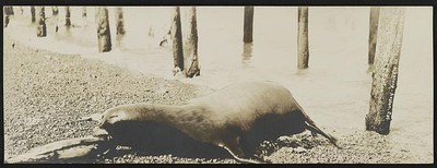 Photo:Old Ben grabbing an albacore, Avalon, Cal. / Lester Clement Barton.