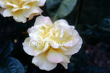 Fine Digital Photo-Pink/Orange Rose w/Foliage JR-8 (300 dpi) Immediate Delivery