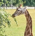 giraffe-heights