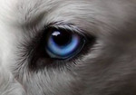 huskyeye123
