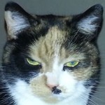 catocalypse