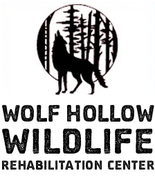 Wolf Hollow Rehabilitation Center