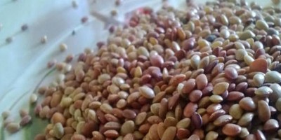 Horse Gram Kulthi Legume Lentil Brown Dal Free Shipping 100gm