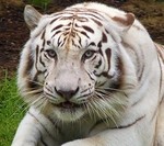 anneb62