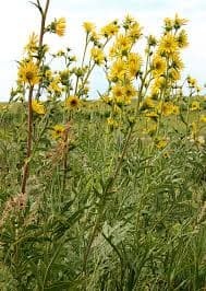 Trout Valley Preservation and Restoration Society