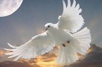 papillon555ch
