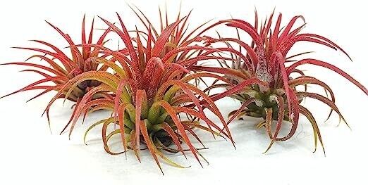5 Pack Ionantha Fuego Red Air Plants - Low Maintenance - Exotic Variety