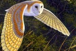 solo-volo