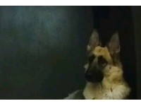 Long Haired German Shepherd Puppies For Sale Scotland Hairvic Org