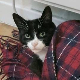 2 black &white cats for sale | in Cupar, Fife | Gumtree