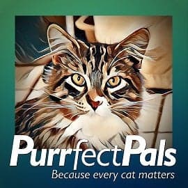 Purrfect Pals