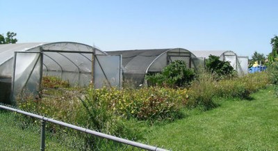 Carnivorous Sarracenia Hybrid Up Periscope x Bronze Serpent Pitcher Scarce W42