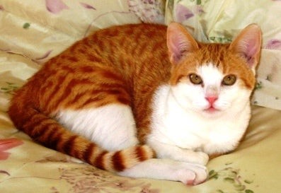 Bee Holistic Cat Rescue and Care