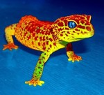 dmt_gekko