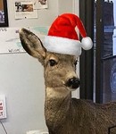 frosty_reindeer