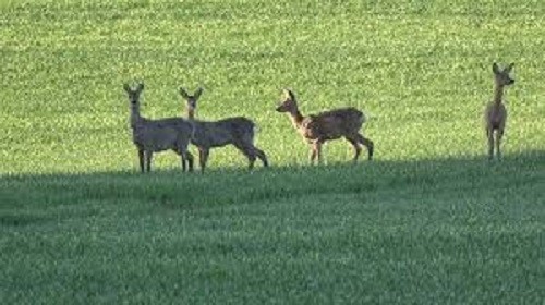 5 Lbs  WHEAT SEED Cat Grass Seed Deer Food Plots Garden Erosion Cover Crop