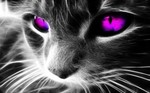 rizzo_312