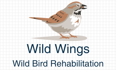 Louie's Loft Pigeon Rescue