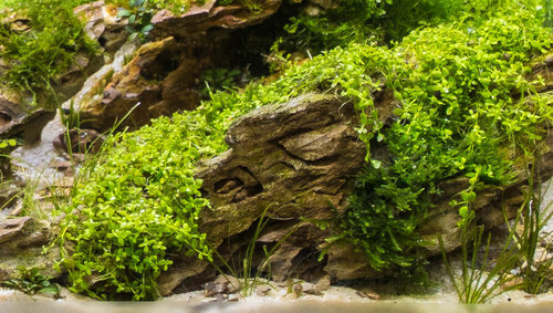 J BUY 2 GET 1 FREE - Java Fern Microsorum Pteropus Small Easy