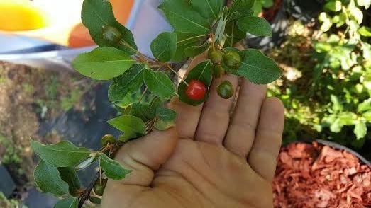 Fresh Red Gem Goumi Fruit Tree Scionwood for grafting Lot of 4 Super Productive