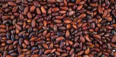 Pine nuts Utah/Nevada Soft Shell Organic In Hand Ready To Ship today