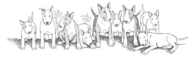 Bull Terrier Rescue, Inc.